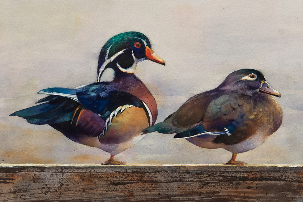 "Wood Ducks"