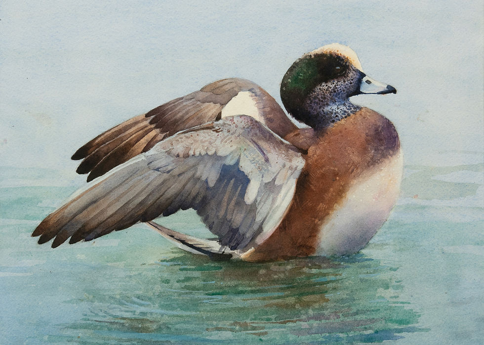 "American Wigeon"