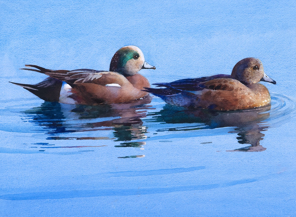 "Wigeons"