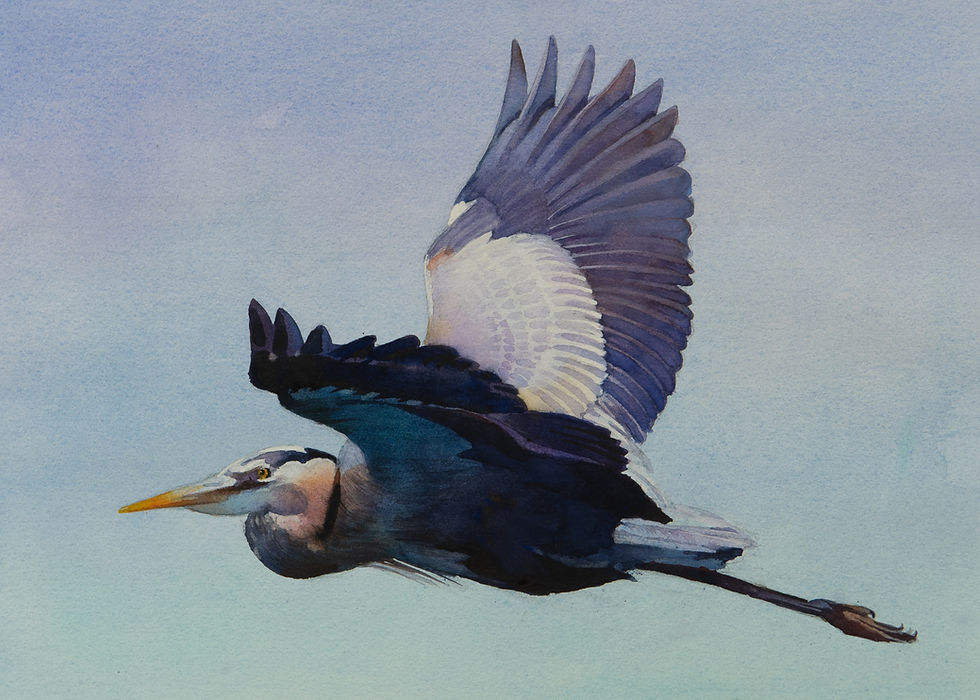 "Heron In Flight"