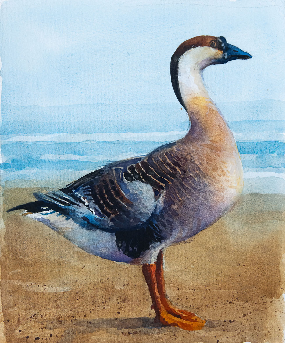 "African Goose"