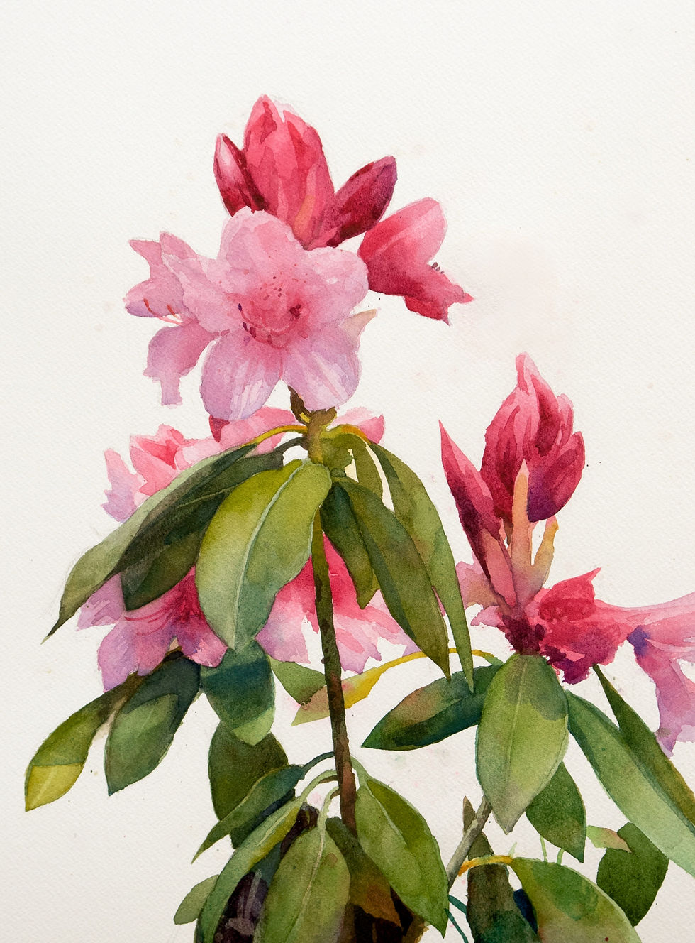 "Rhododendrons"