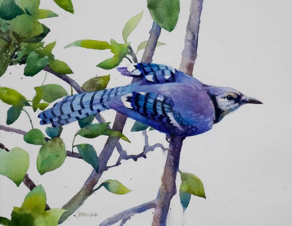 "Blue Jay"