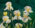 "Irises"