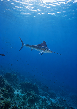 MARLIN.png