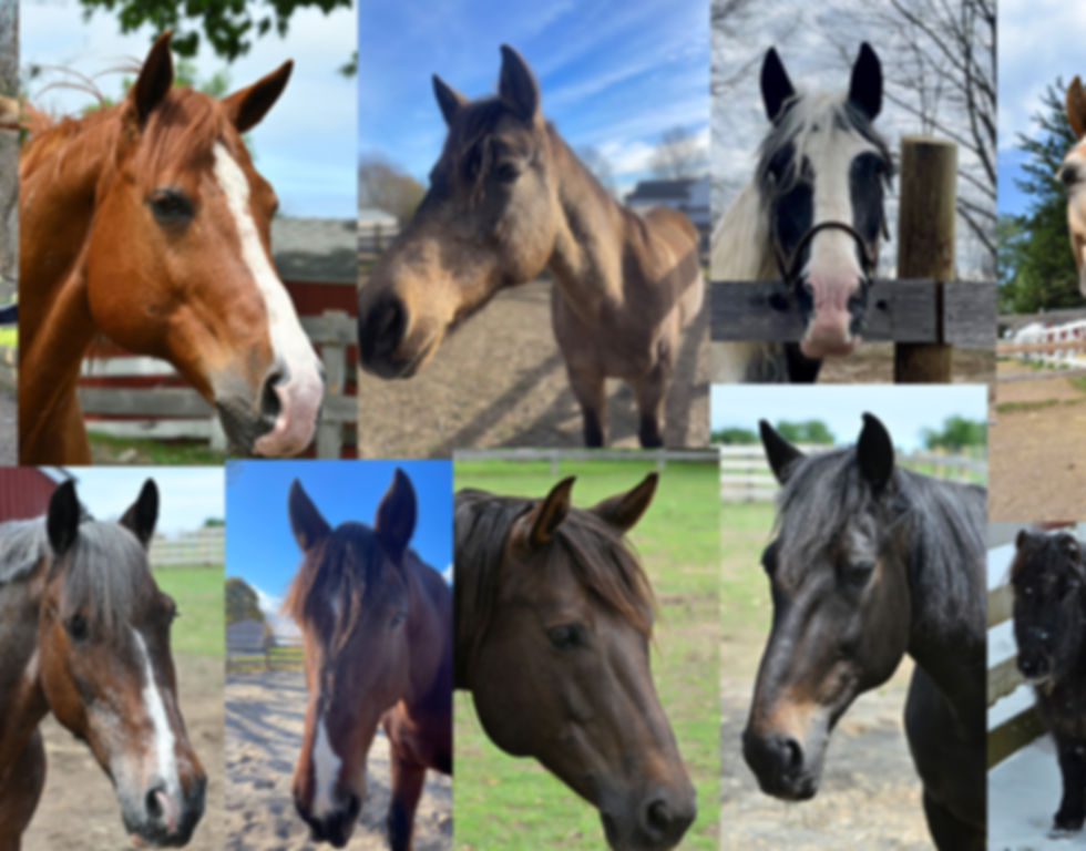 Friends of Herd banner.png