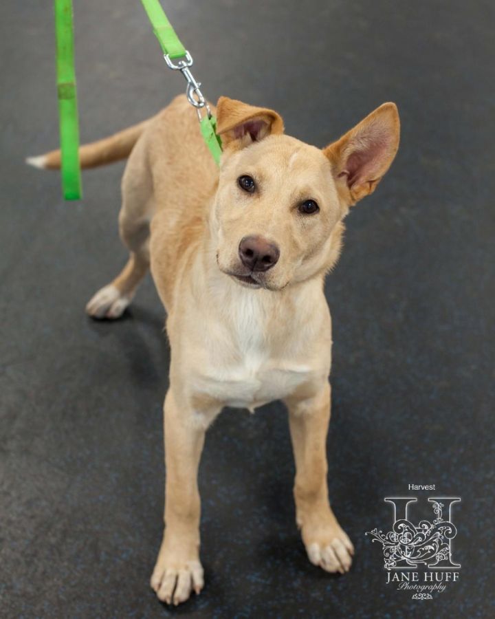 Forest County Humane Society HOME