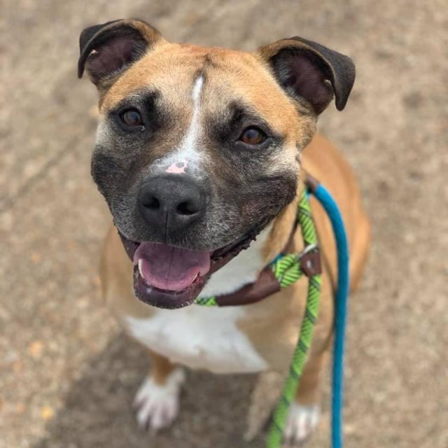 Forest County Humane Society HOME