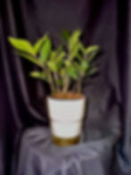 4" ZZ Plant