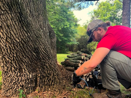 Top Signs of Emerald Ash Borer (EAB) and How to Protect Your Ash Trees