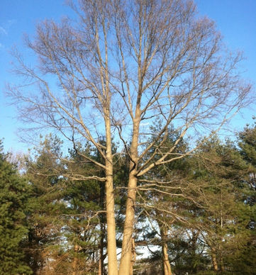 Pruning services Newtown, CT