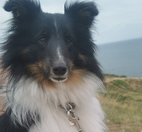 Pochi été shetland