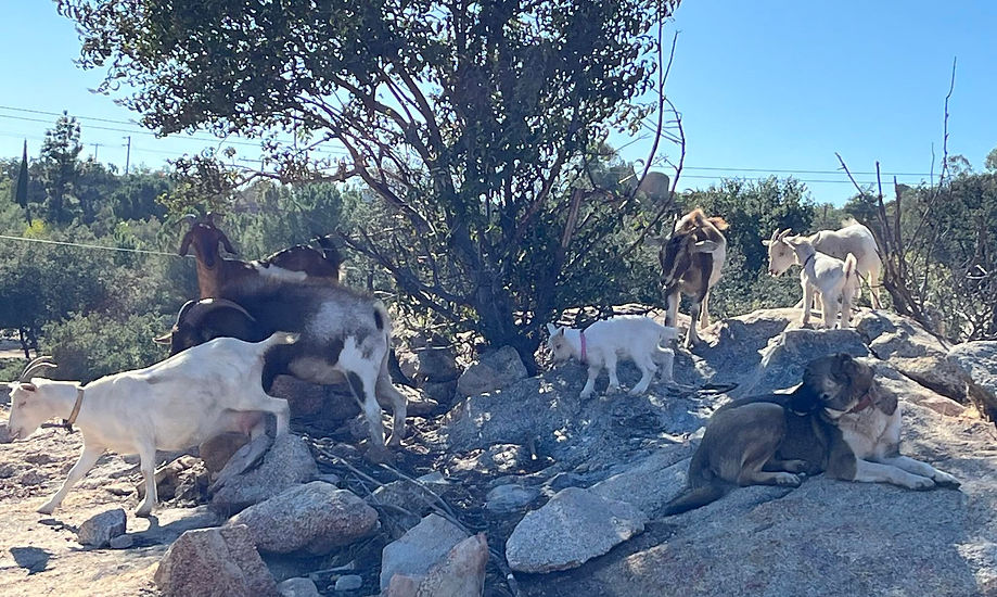 farm cover photo.jpg