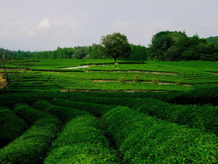 （株）伊藤園、静岡県において茶殻とコーヒー粕によるバイオ炭循環モデルを構築し、地域資源循環を推進