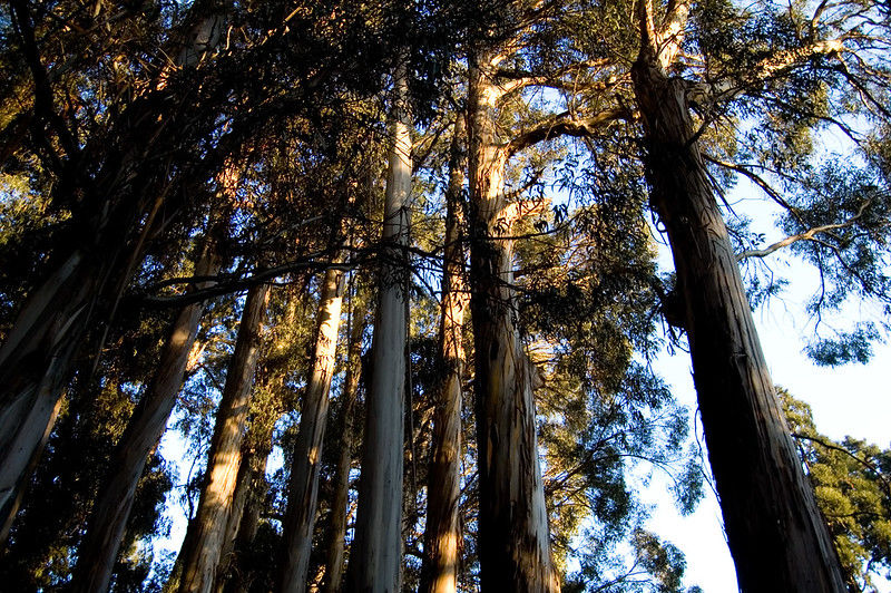 "Eucalyptus" by Max Jackson is licensed under CC BY-NC-ND 2.0