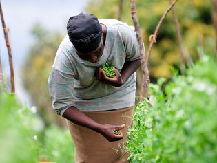 BIOSORRA社、バイオ炭でケニアの気候正義の問題に取り組む