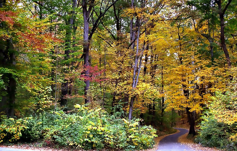 米オハイオ州で公園資源を活用したバイオ炭共同プロジェクト始動