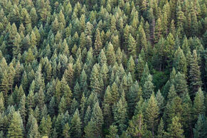 金属生産向けバイオ炭市場の拡大に向けて、米林産大手とバイオ炭企業が提携