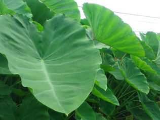 高機能バイオ炭で農作物の収量増と炭素固定を両立