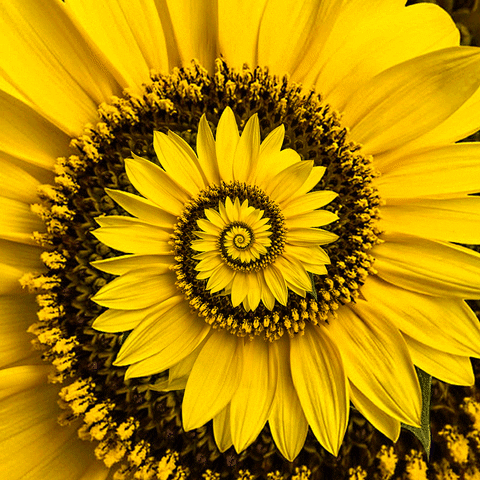 moving sunflower.gif