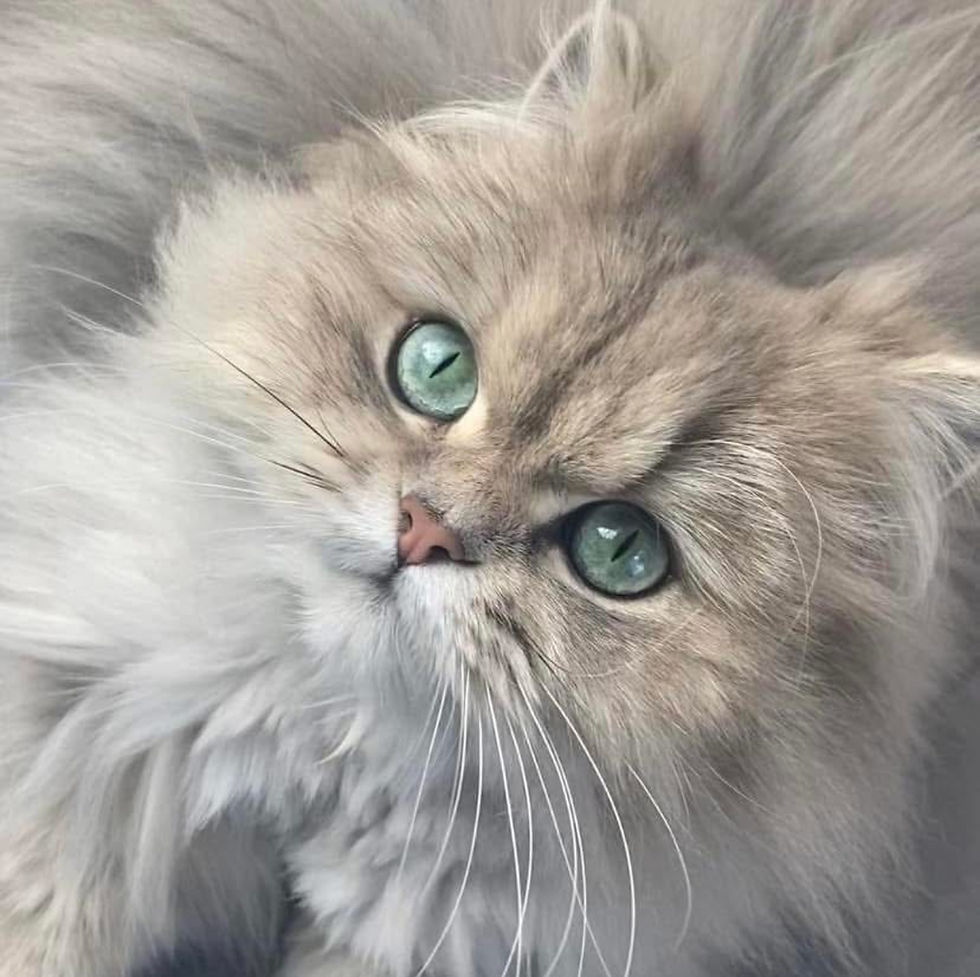 shrila 2 ans