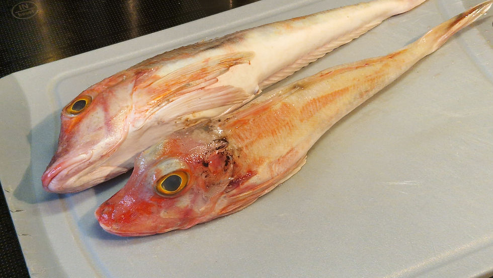 Gebratener Seekuckuck, Riso Nero und Navettenschaum