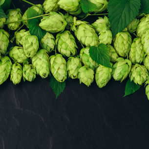 Echter Hopfen