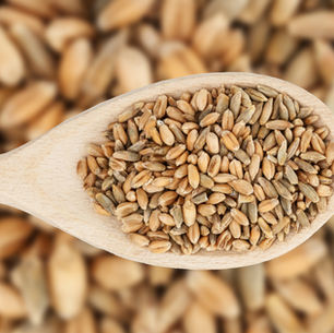 Triticale
