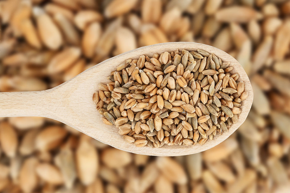 Triticale