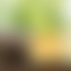 Konjakwurzel (Teufelszunge)