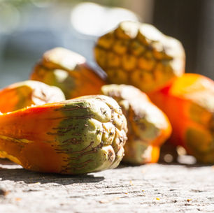 Pandanus