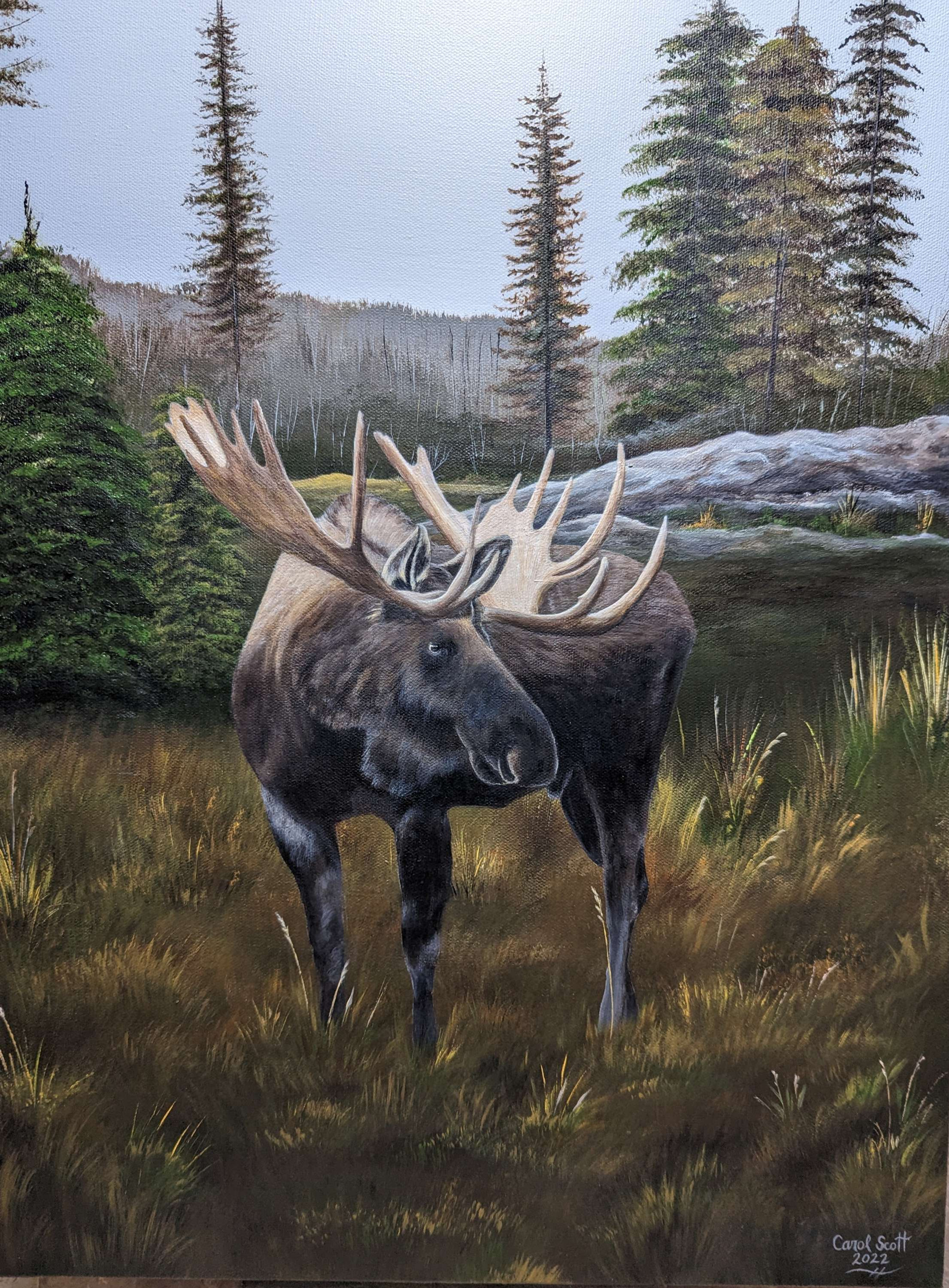 "Bull Moose" 