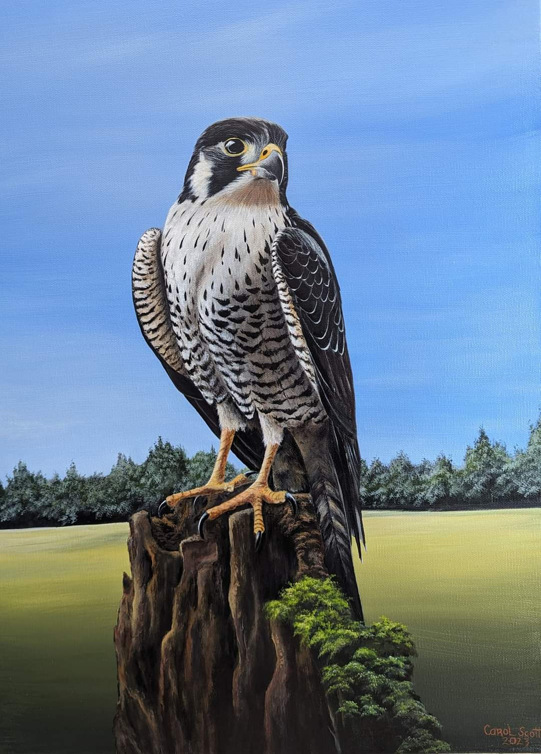 "Peregrine Falcon"