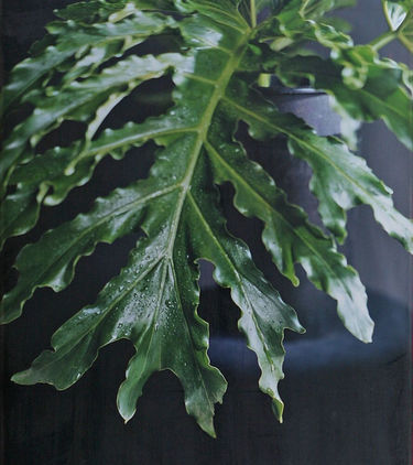 Caroline+Chiu_Leaf_92x69cm_2003.jpeg