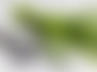 【園藝種植】如何種植蒔蘿(Dill)