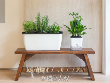 【 種菜大叔 】居家園藝組合包|含種子、土壤、容器