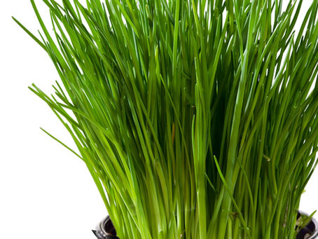 【園藝種植】如何種植細香蔥-蝦夷蔥(Chives)