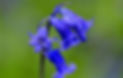 beautiful bluebell.jpg