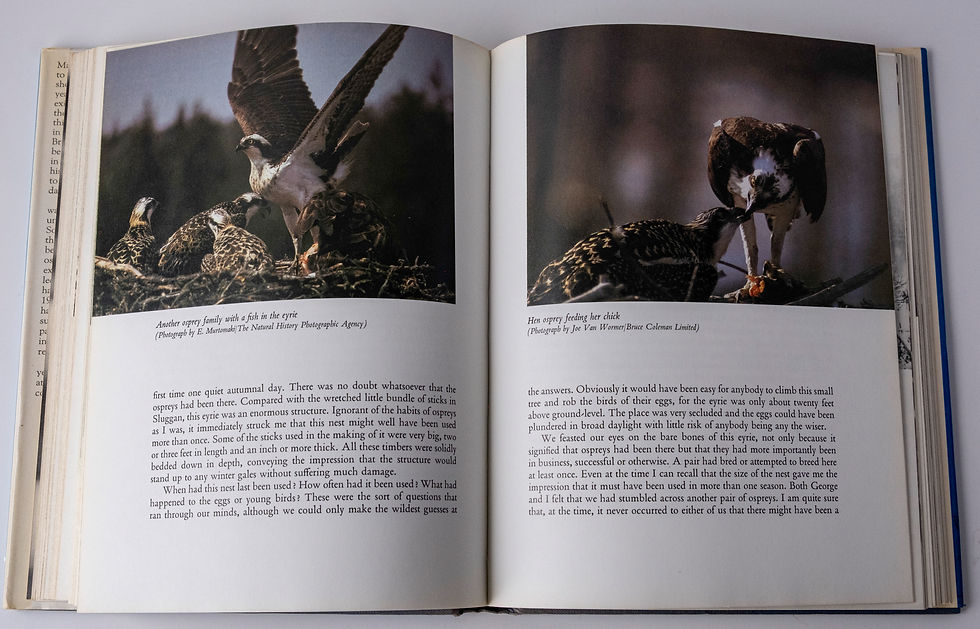 Thumbnail: The Scottish Ospreys - From extinction to Survival