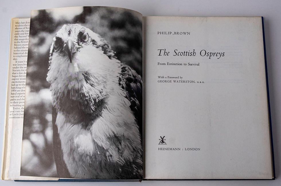 Thumbnail: The Scottish Ospreys - From extinction to Survival