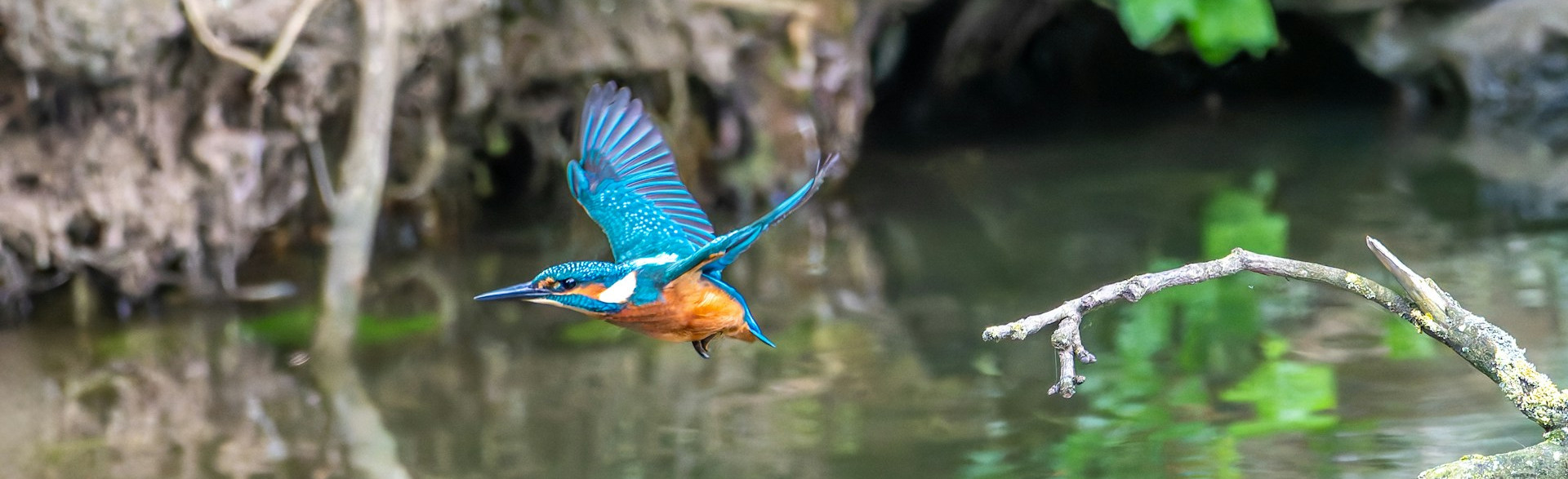 Kingfisher flying over water