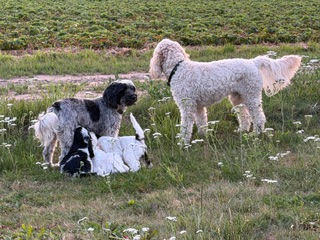 Hundfamiljen på ängen