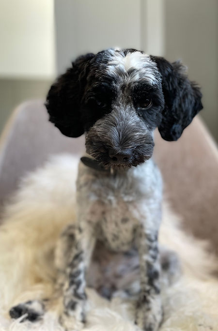 Nyklippt cockerpoo