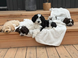 Flera små hundvalpar sover hopkurade på trätrappan på en vit filt i en mysig utomhusmiljö.