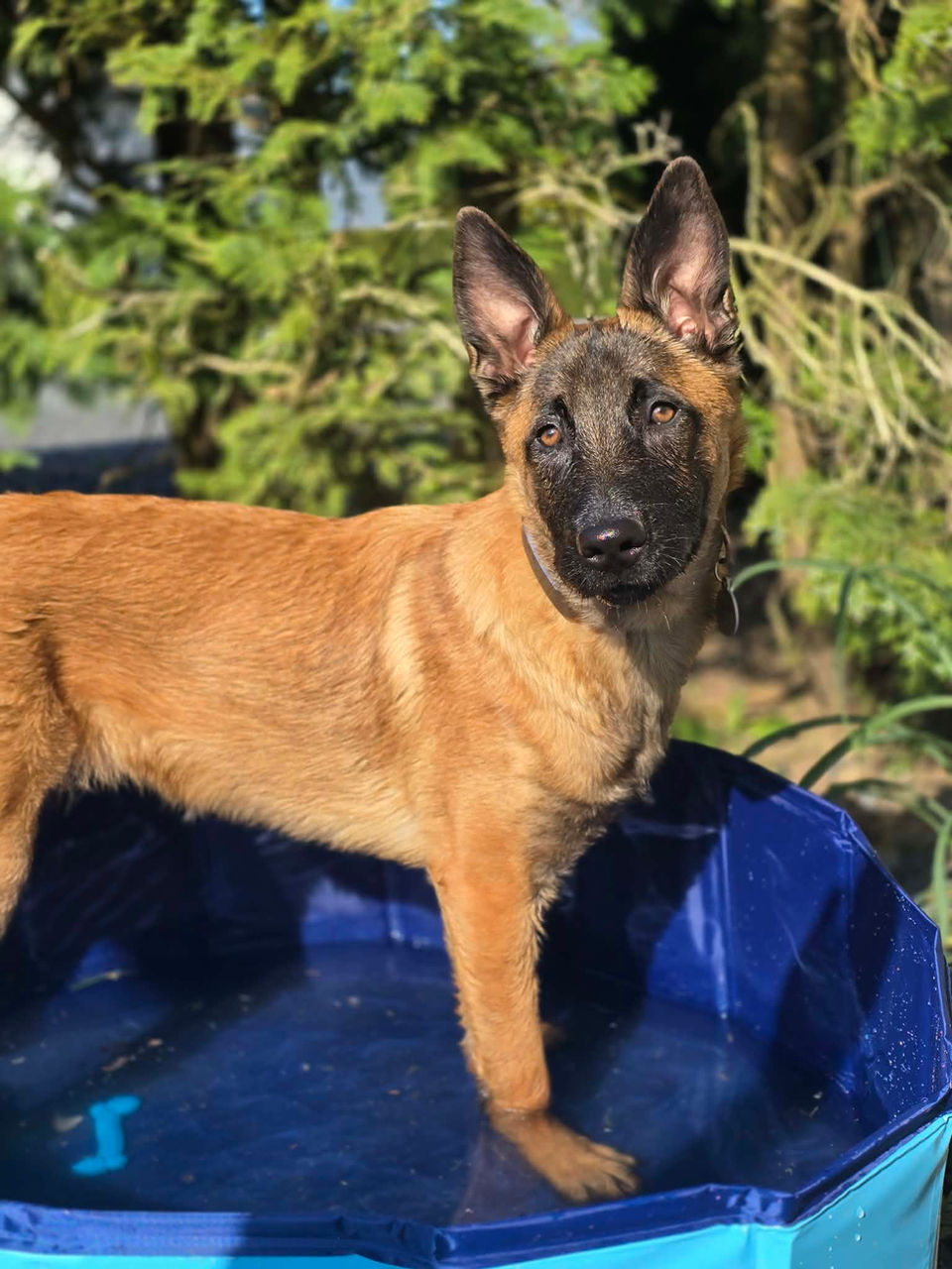 berger malinois