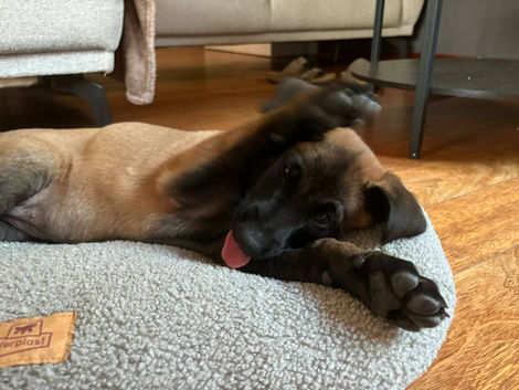 chiot berger malinois