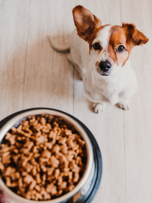 chien qui reçoit de la nourriture