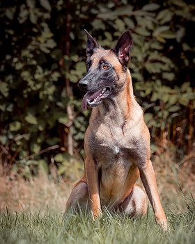 Chien berger malinois