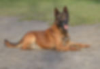 chien berger malinois