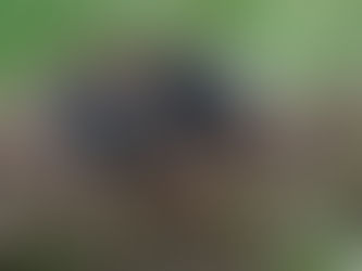 Présence accrue des taupes en septembre cette année